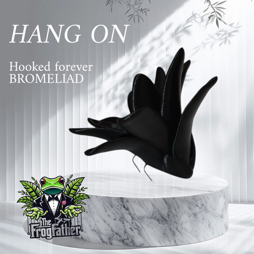 Hanging forever bromeliad - hanging,