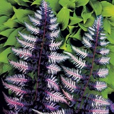 Japanese painted Fern (Athyrium) XXL 3Lt Pot Tropical Ferns Plants to your door