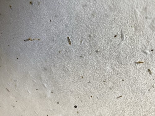 Sra2 quality white plantable - quality,