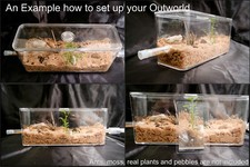 Natural Bio Ant Farm Ants