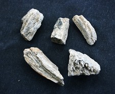 5 Genuine Natural petrified