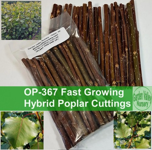 Hybrid poplar cuttings - 20,