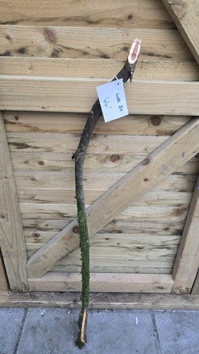 Twisted twisty wood hazel - twisty,