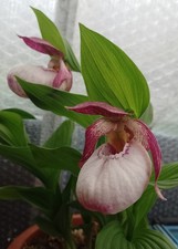 Cypripedium Lucy Pinkepank FS Lady's Slipper Orchid Hardy Garden Orchid Patio