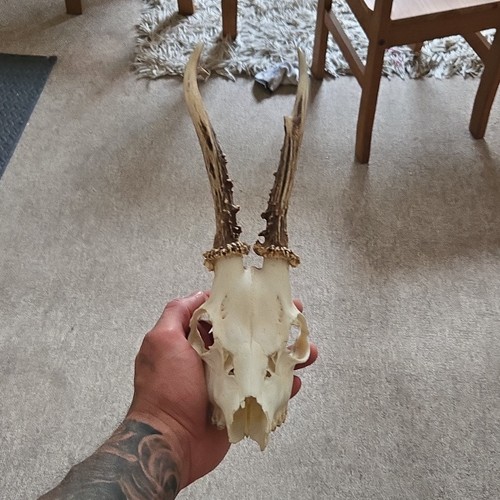 Roe deer skull with antlers - deer,