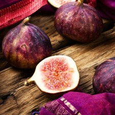 T&M Fig Brown Turkey Garden Fruit Tree Patio Self-Fertile Variety 2 x 9cm Pots