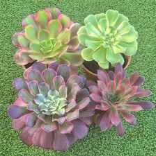 Aeonium Collection - 4 mature