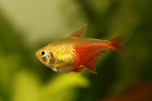 Von rio tetra - von,