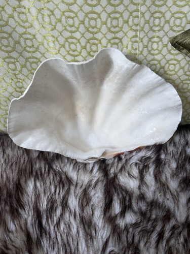 Large white clam - white,