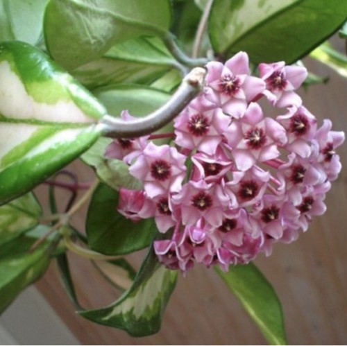 Hoya carnosa tricolour - hoya,
