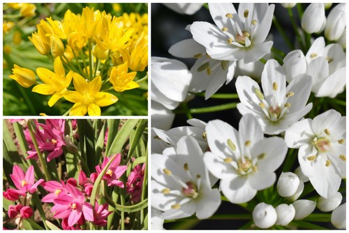 Allium mixed ornamental onion - allium,