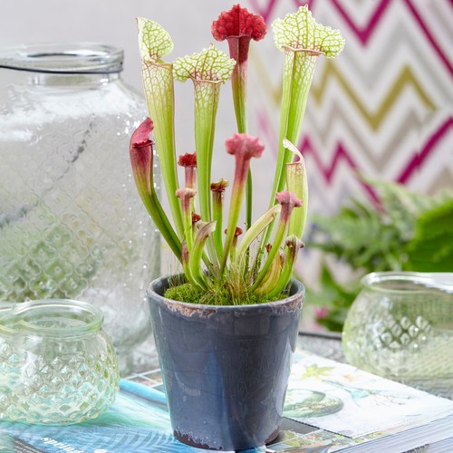 Sarracenia smoorii - 1, x