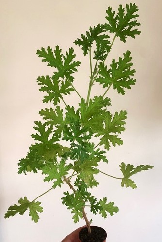 Pelargonium westerlund rose - pelargonium,