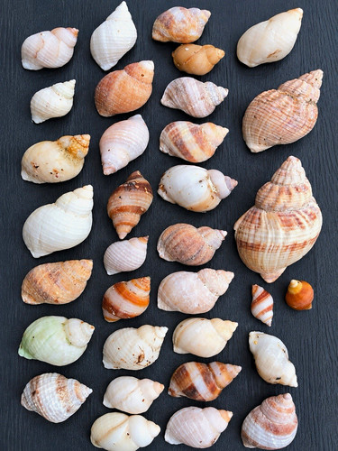Natural spiral seashell - natural,