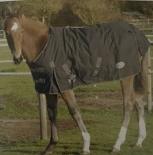 Rhinegold 200g Foal Konig Outdoor Rug, Standard Neck, 3ft9 (black)