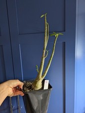 Adenium Obesum /Desert