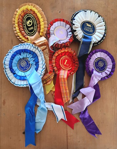 Vintage horse riding rosettes - vintage,