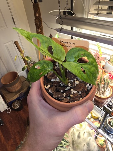 Monstera adansonii aka swiss - monstera,
