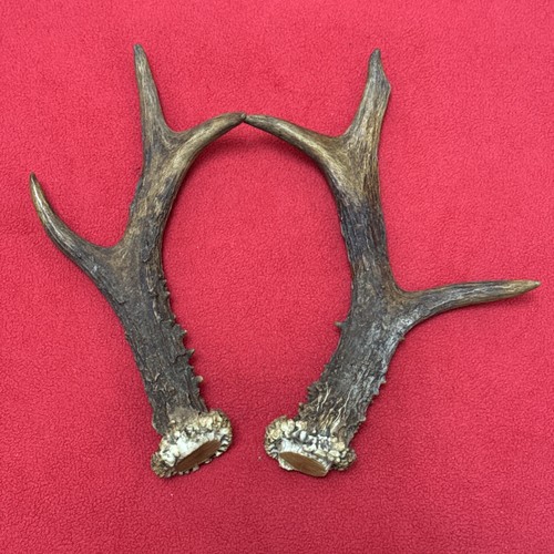 Pair roe deer antlers 220g - pair, of