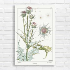 Vintage Botanical Thistle