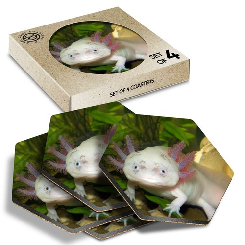 Hexagon coasters axolotl - 4,