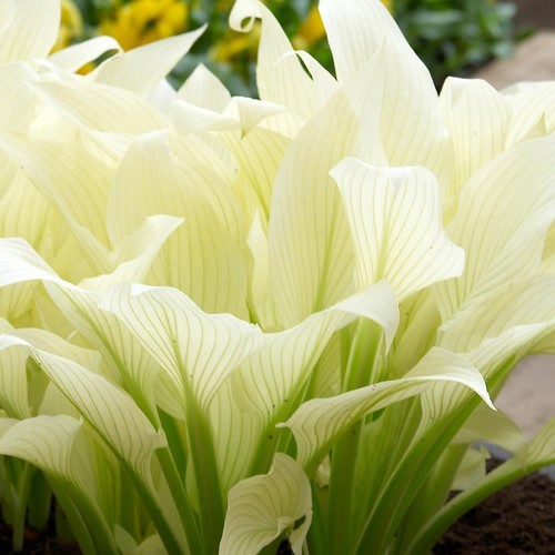 Hosta white feather - white, perennial