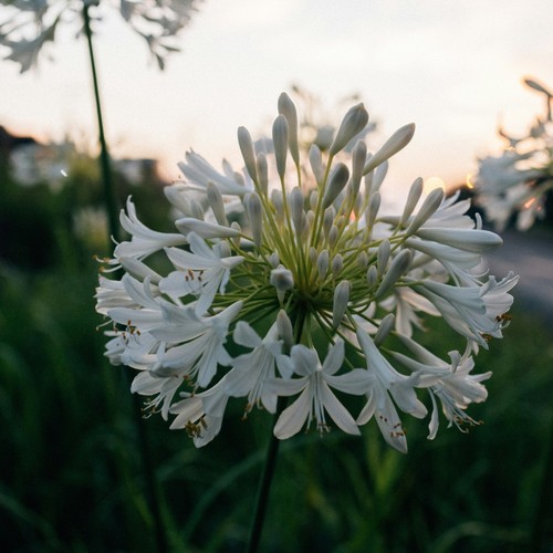 Giant agapanthus umbellatus - umbellatus, "