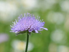Small Scabious - Scabiosa columbaria - 50 Seeds - Pinhead Flower