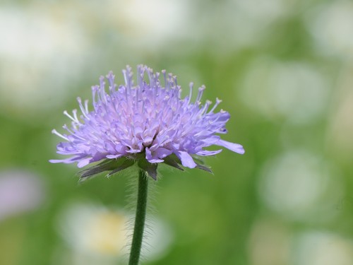 Small scabious scabiosa - small,