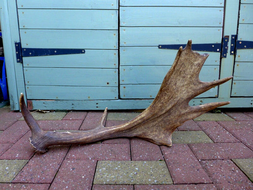 Fallow deer antler - antler, stick