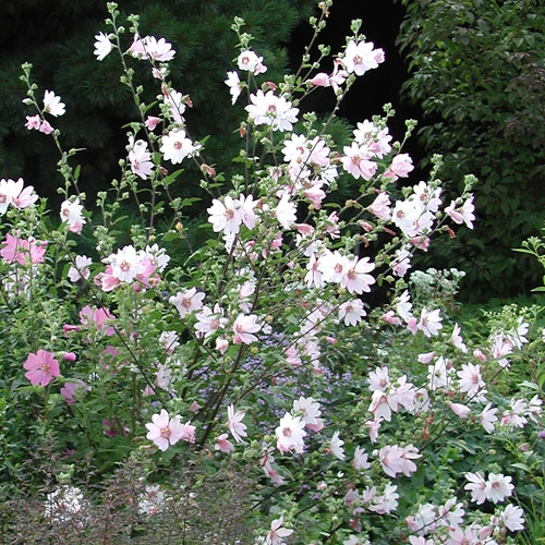 Lavatera x clementii - 3,