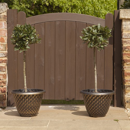 Standard bay tree edible - bay,