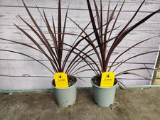 2 x Cordyline 'Red Star' 1L Pot Decorative Garden Plant Established Red Palm