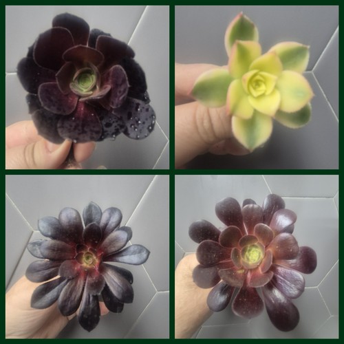 Aeonium bundle unrooted - 4,