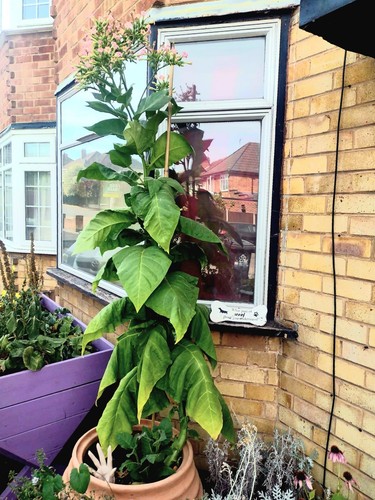 Tobacco amber leaf seeds - leaf,