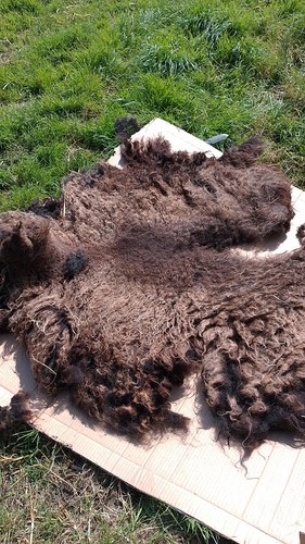 Pure hebridean fleeces - hebridean,