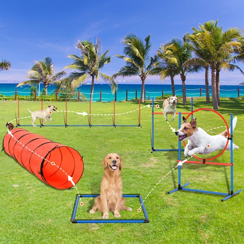 Dog agility training - dog, pet