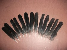 12 CARRION CROW TAIL FEATHERS