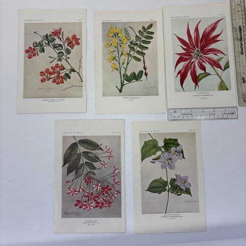 Vintage botanical prints - 5,