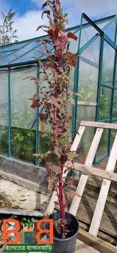 New fresh seeds - ***new,