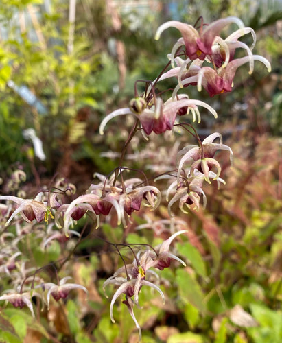 Epimedium domino 9cm pot - a,
