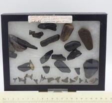 Collection Miocene Fossil
