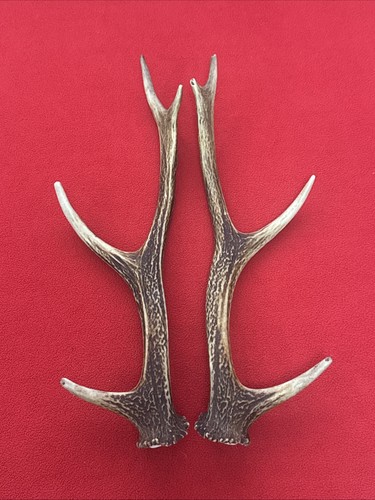 Pair sika deer - of, antlers