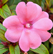 150x Busy Lizzie Baby Series