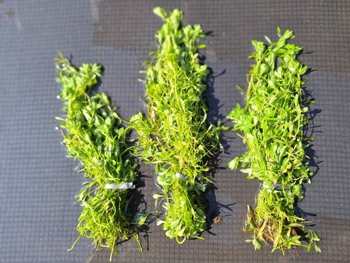 Weighted bunches of - x,