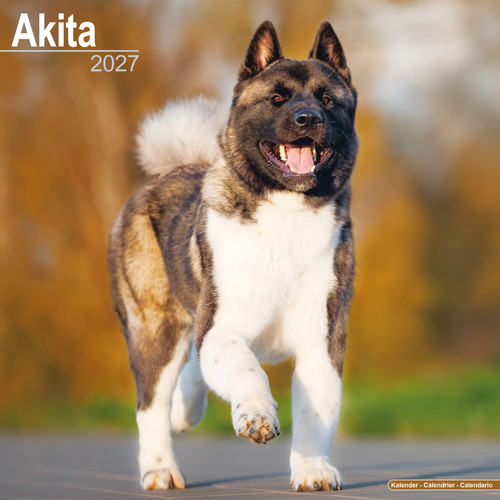 Akita 2027 calendar dog - calendar, |