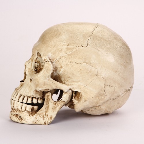 Lifesize realistic human skull - human,