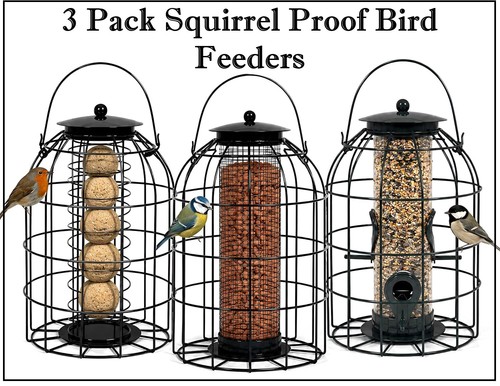 Squirrel proof bird feeders - squirrel,