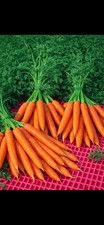 6x Carrot Plug Plants – Grow