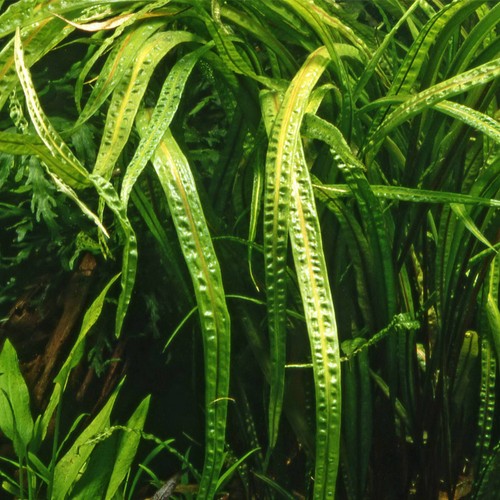 Cryptocoryne crispatula - x,